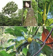 Image result for Artocarpus
