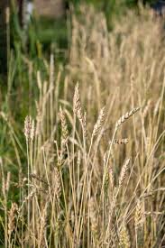 Wheat's evil twin has been intoxicating humans for centuries. How To Grow Harvest Wheat On A Small Scale The Art Of Doing Stuff