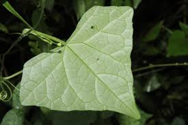 Image result for Zehneria tridactyla