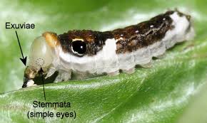 It causes the leaf to curl up a little, but not to completely curl up. Spicebush Swallowtail Papilio Troilus Linnaeus