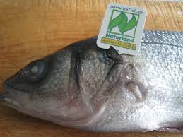 Der europäische wolfsbarsch oder auch seebarsch (dicentrarchus labrax) ist ein fisch aus der familie der wolfsbarsche (moronidae). Branzino Was Schmeckt Ahnlich Fisch Meeresfruchte Forum Chefkoch De