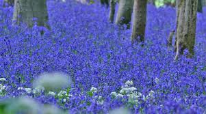 Pin On English Bluebells