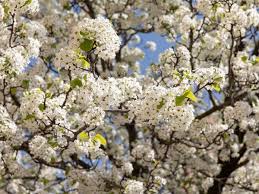 The highly invasive callery pear, which is often seen along the margins of fields, is very susceptible to fire blight and can be a source of the disease (see hgic 1006, bradford pear). How To Treat Fire Blight On Bradford Pear Trees