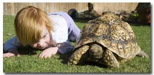 Get Your Turtle And Tortoise Question Answered Here