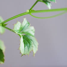 Image result for Cyphostemma zombense