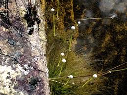 Image result for Eriocaulon setaceum