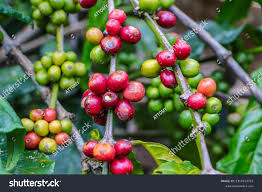 Image result for Coffea sp. A