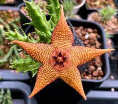 Image result for Tridentea marientalensis