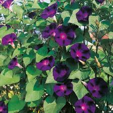 Image result for Ipomoea venosa