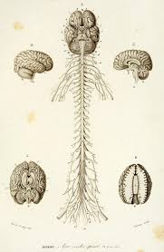 Maybe you would like to learn more about one of these? Biomedical Ephemera Or A Frog For Your Boils Human Central Nervous System And Peripheral Anatomy Art Human Anatomy Art Human Anatomy Drawing