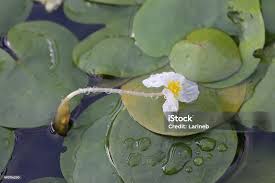 Image result for Hydrocharitaceae