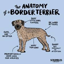 Image result for border teriér