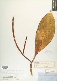 Image result for Peperomia fernandopoiana