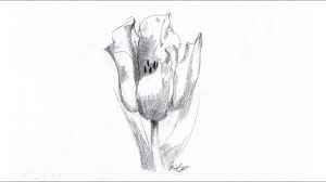 See more ideas about desene, creion, pagini de colorat cu flori. Desen In Creion Cu Lalea Pe Hartie Flori In Creion How To Draw A Tulip In Pencil Youtube