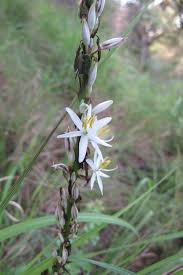 Image result for Chlorophytum macrophyllum