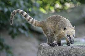 Maybe you would like to learn more about one of these? Sudamerikanischer Nasenbar Alle Infos Im Steckbrief Herz Fuer Tiere De