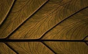 75 Brown Backgrounds Wallpapers Images Pictures Design Trends Premium Psd Vector Downloads You have plenty of choices here, this. brown backgrounds wallpapers images