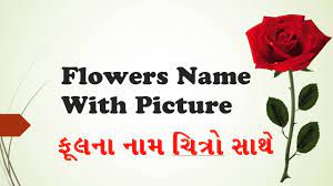Osteospermum name of flowers of gujarati. Flower Name Education In Gujarati Youtube