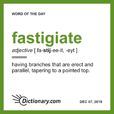 Fastigiate Word Of The Day December 7 2019 Word Of The Day Uncommon Words Slang Words