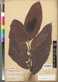 Image result for Funtumia africana