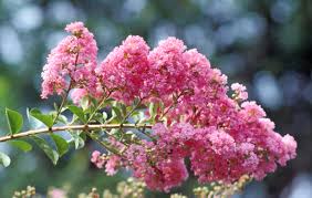 This crepe myrtle is planted right in front of the back door to the house and sheds flowers, sap and leaves all over the concrete patio. Prune Crape Myrtles Again For Another Flower Flush Caes Newswire