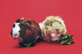 This is one of the fun guinea pig breeds around! Want A Small Pet This Cny Here S The Ultimate Guide Trp
