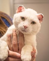Carbohydrates promote cancer cell growth, while cancer cells have a difficult time using fat as an. The Must Know Steps To Keeping Your White Pet Safe From Dangerous Sunburn Rspca South Australia