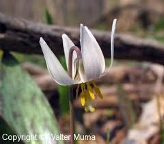 We did not find results for: Ontario Wildflowers Trout Lily Edible Wild Plants Wild Flowers