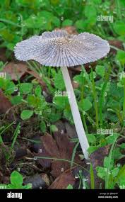 Image result for Coprinus lagopus