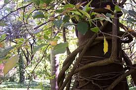 Image result for Combretum pisoniiflorum