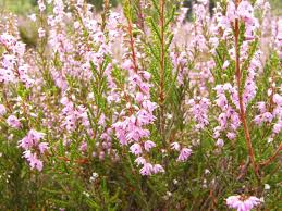 Image result for Calluna vulgaris