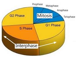 cell cycle notes 9 1