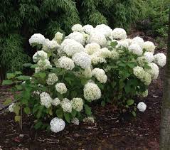 They grow well in a wide range of climates as long as. Ball Hortensie Annabelle Kaufen Bohlken Baumschulen