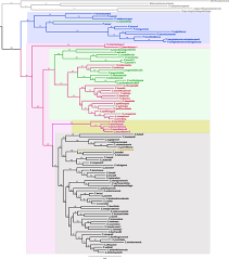 Image result for Calycosiphonia spathicalyx