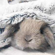 Youtube Cats Docatsgetcolds Cute Baby Animals Cute Animal Clipart Pet Bunny