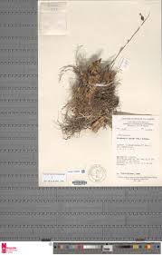 Image result for Graphorkis lurida