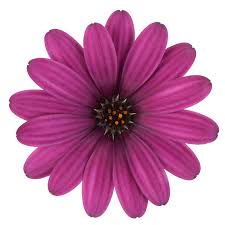 Image result for Osteospermum ecklonis