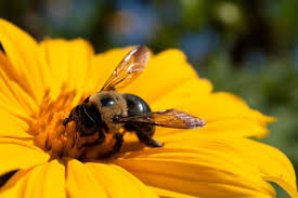 Carpenter Bee Control Services - Carpenter Bee Exterminators & Removal