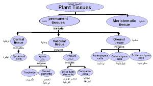We did not find results for: Plant Anatomy Plant Tissues And Organs Plant Anatomy