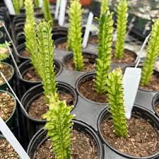 Image result for Euphorbia