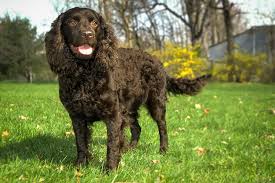 But many individuals make alert watchdogs and may not always welcome strangers the american water spaniel is a bit of a challenge to train. American Water Spaniel Dog Breed Information