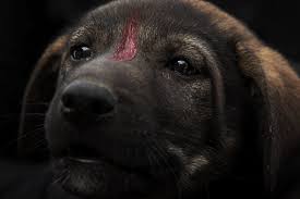 Egypt S Once Reviled Street Dogs Get Chance At A Better Life