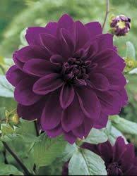 Maybe you would like to learn more about one of these? Plum Dahlia Beautiful Flowers Dahlia Flower Purple Flowers