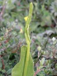 Image result for Ophioglossum polyphyllum