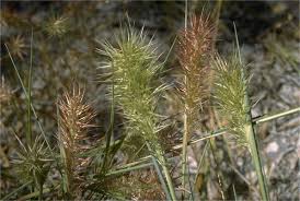 Image result for Sporobolus agrostoides