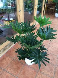 It is known for its fabulous, showy, wide, and welcoming leaves that have the feel of a tropical jungle. Selloum Hope Philodendron Cool Plants Plants Australian Plants