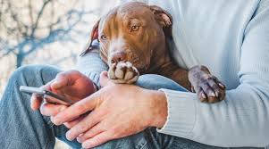 Be aware that any bone. Help My Dog Just Ate A Steak Bone What Should I Do Now