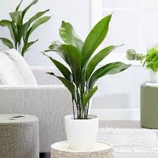 Image result for Kořenokvětka Aspidistra