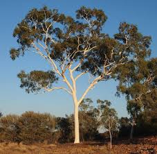 We did not find results for: Corymbia Aparrerinja Wikipedia