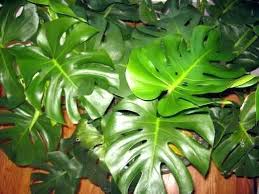 Weed Identification Tropical Plant Kew Families Handbook